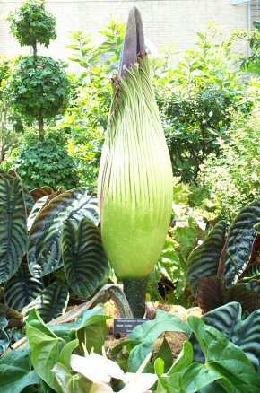 Corpse Flower.jpg